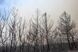 «Λιγότερα δέντρα, σημαίνει χαμηλότερη ποιότητα αέρα» – Γιατί είναι αναγκαίοι οι «πνεύμονες» πρασίνου