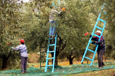 Η ελιά στη Λέσβο – Οι τεχνικές παραγωγής ελαιολάδου “ζωντανεύουν” στο Ίδρυμα Ευγενίδου