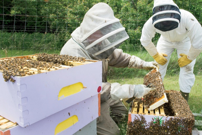 SOS από μελισσοκόμους: «Απέχουν μίλια από την πραγματικότητα οι υπεύθυνοι»