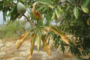 Μυτιλήνη: Eνημερωτική Ημερίδα για την εκρίζωση του παθογόνου Xylella fastidiosa