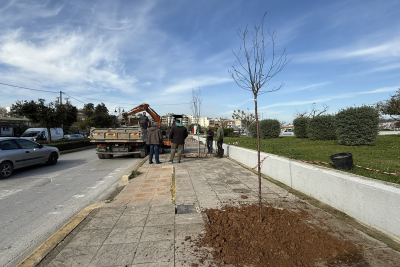 Φύτευση δέντρων στην περιοχή του Μακρύ Γιαλού από το Δήμο Μυτιλήνης