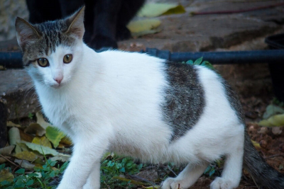 Δήμος Ανατολικής Σάμου: Δωρεάν πρόγραμμα στειρώσεων και ηλεκτρονικής καταγραφής γατών