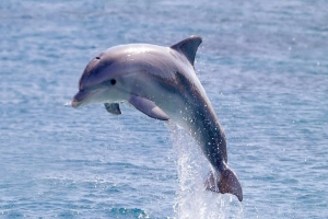 Καταγγελία από το Ινστιτούτο Αρχιπέλαγος: «Ακρωτηρίασαν δελφίνι και το άφησαν να πεθάνει από αιμορραγία» στις ΒΔ ακτές της Σάμου
