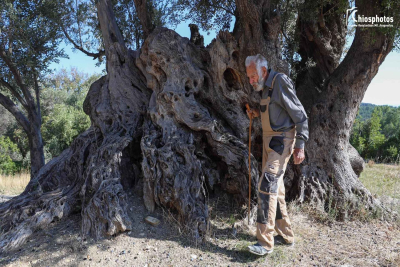 Χίος: Ελιά Λιβεράνι - Μία από τις αρχαιότερες υπεραιωνόβιες ελιές του κόσμου (vid)