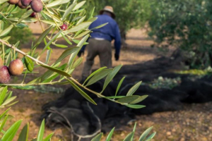 Αποζημιώστε τώρα τους ελαιοπαραγωγούς Λέσβου!