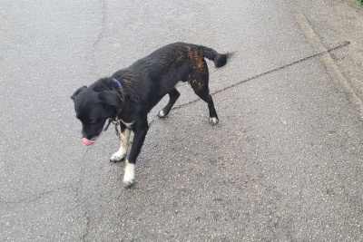 Χίος: Κάρφωσαν σκύλο με αλυσίδα στον δρόμο