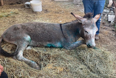 Γαϊδουράκι στη Ζίτσα: Υπεβλήθη σε ευθανασία το κακοποιημένο ζώο