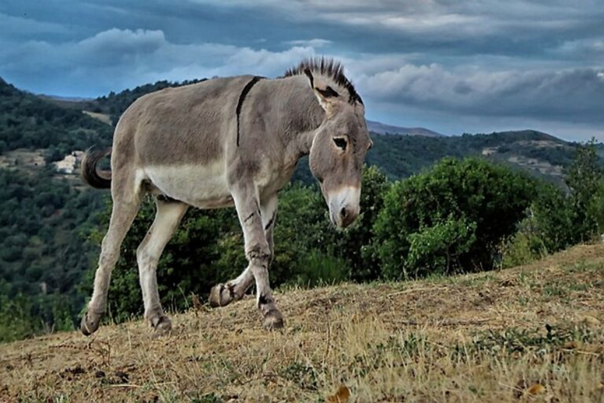 Γάιδαρος: Δημιουργήθηκε το πρώτο έμβρυο με τεχνητή γονιμοποίηση – Ελπίδα για τα επαπειλούμενα ζώα