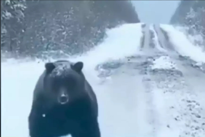 Πέλλα: Απάτη η συνάντηση του οδηγού με αρκούδα - Δείτε τις επίμαχες αναρτήσεις