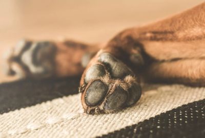 Λέσβος: Βρήκε τον σκύλο της πυροβολημένο και νεκρό – Αναζητείται ο δράστης
