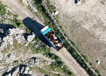 Ανεξέλεγκτες ταφές χιλιάδων νεκρών ζώων σε περιοχές γειτνιάζουσες με υπόγεια νερά στη Λέσβο