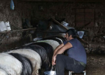 Σε απόλυτη οικονομική ασφυξία οι τυροκόμοι της Λέσβου λόγω της απαγόρευσης εξαγωγής των ώριμων προϊόντων