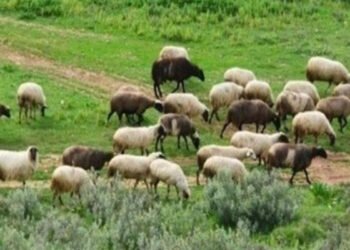 Αφθώδης πυρετός: 76 κρούσματα στη Λέσβο