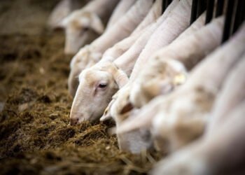 Υπουργείο Αγροτικής Ανάπτυξης: Υπό διαρκή αξιολόγηση το εμβολιαστικό πλάνο για τον Αφθώδη Πυρετό
