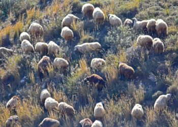 Λέσβος: Αγνόησε τα μέτρα για τη ζωονόσο και συνελήφθη.
