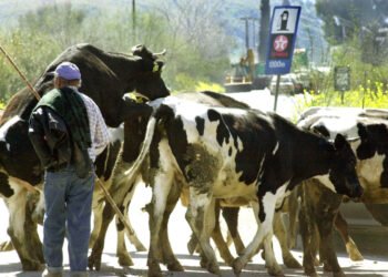 Αναστολή φορολογικών και ασφαλιστικών υποχρεώσεων και απαλλαγή από δημοτικά τέλη για πληγέντες από τον αφθώδη πυρετό – Στήριξη και στους τυροκόμους της Λέσβου