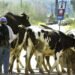Αναστολή φορολογικών και ασφαλιστικών υποχρεώσεων και απαλλαγή από δημοτικά τέλη για πληγέντες από τον αφθώδη πυρετό – Στήριξη και στους τυροκόμους της Λέσβου
