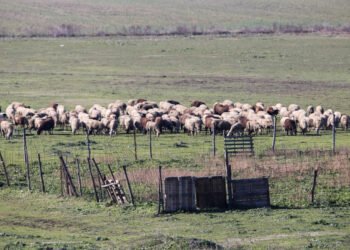 Αφθώδης πυρετός – Λέσβος: Όταν η διαχείριση μιας κρίσης ισοπεδώνει την κτηνοτροφία και τη βιοηθική