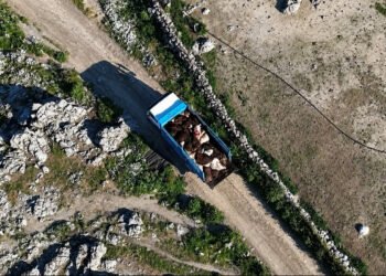 Λέσβος: Στο «κόκκινο» η αγωνία των κτηνοτρόφων για τις ταφές νεκρών ζώων – «Μην μας κάνετε να χάσουμε τον ύπνο μας»