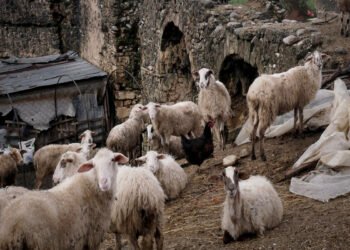 Λέσβος: Συνελήφθη 69χρονος που μετέφερε παράνομα τα 480 πρόβατά του εν μέσω καραντίνας για τον αφθώδη πυρετό