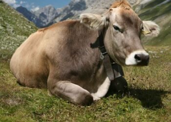 Αφθώδης πυρετός και στα βοειδή στη Μυτιλήνη – Τι δείχνει η πρώτη έκθεση επιτήρησης της ζωονόσου
