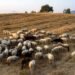 Λέσβος: Έσφαξαν το κοπάδι του λόγω αφθώδους πυρετού και λίγο αργότερα έφυγε από τη ζωή