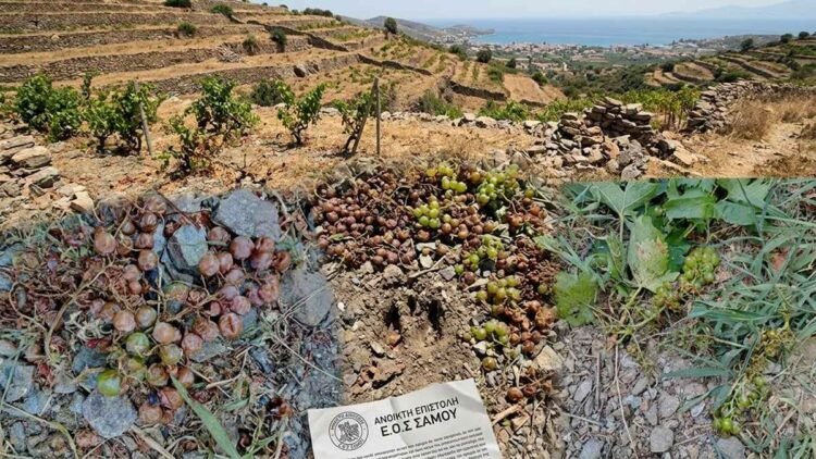 SOS από τη Σάμο: «Καταστρέφεται ο αμπελώνας από τα αγριογούρουνα»