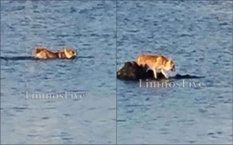 Λήμνος: Σκύλος πήγε για μια βουτιά και εγκλωβίστηκε… σε ξέρα – Η απρόσμενη διάσωση από το Λιμενικό