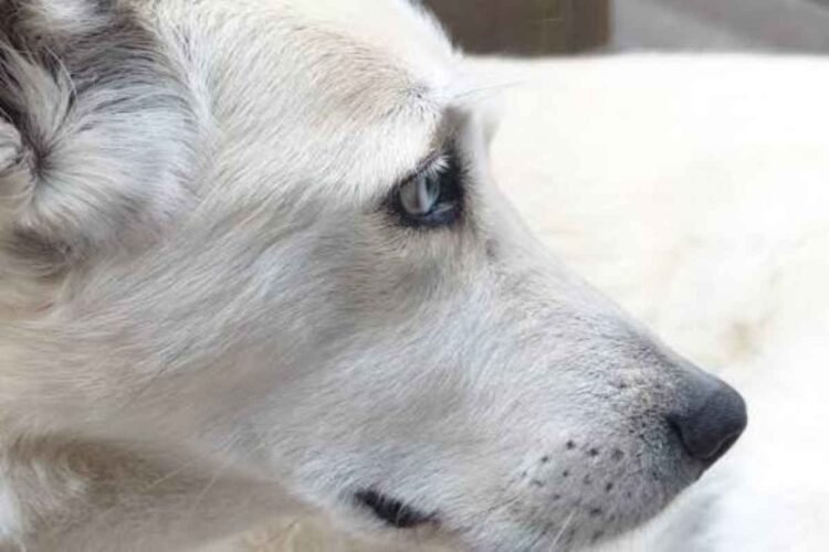 Σάμος: Χειροπέδες σε γυναίκα στο Καρλόβασι για κακομεταχείριση δύο σκύλων σε αγρόκτημα