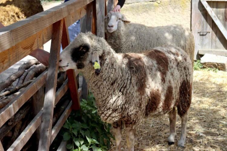 Λέσβος: Παρατείνονται έως το τέλος του έτους τα περιοριστικά μέτρα για τον αφθώδη πυρετό.
